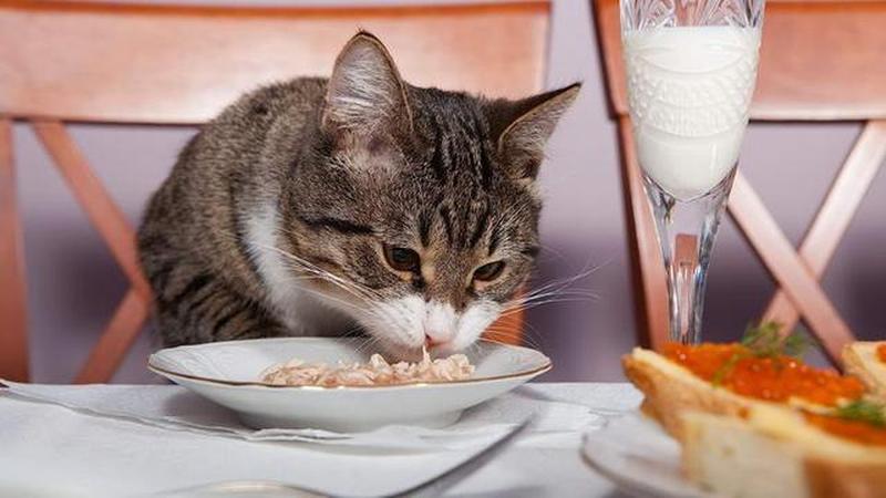 猫粮怎么喂猫愿意吃(猫粮怎么喂猫愿意吃呢)-第1张图片-猫咪屋