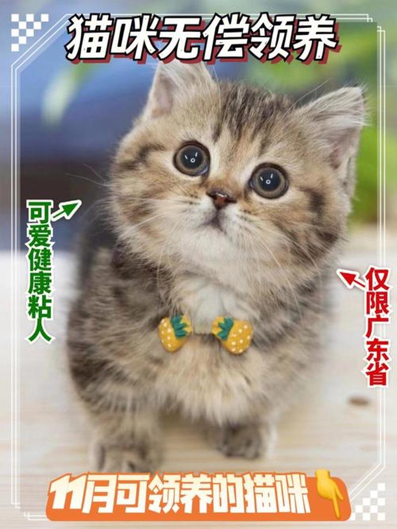 领养猫品種(推荐的领养猫的app)-第1张图片-猫咪屋