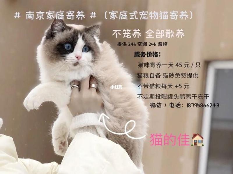 郑州家庭寄养猫(郑州家庭寄养猫多少钱)-第1张图片-猫咪屋