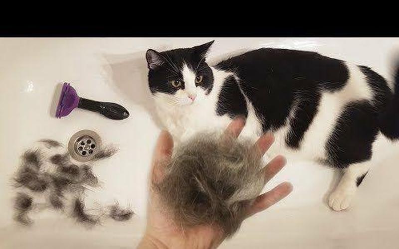 养猫的毛怎么处理_巧妙处理猫咪脱落的毛发，打造洁净温馨的家-第1张图片-猫咪屋