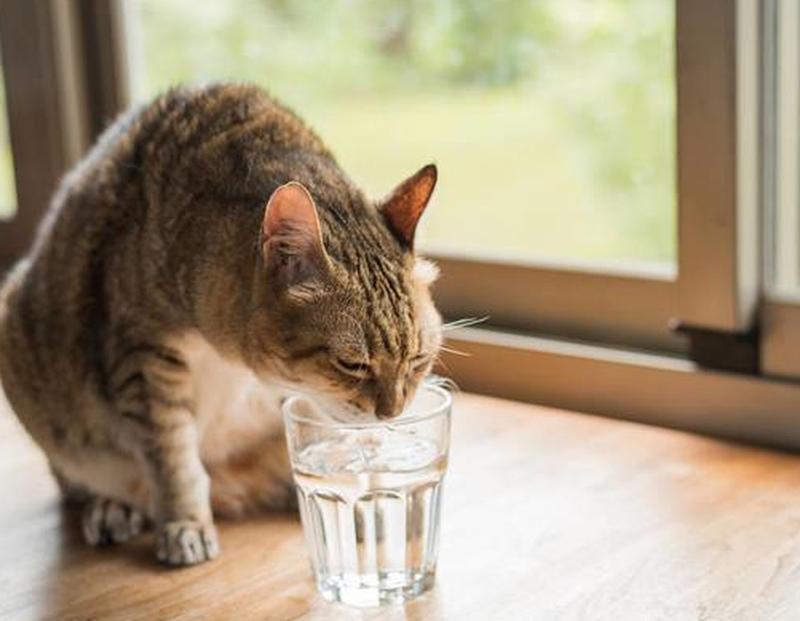 给猫喂水喝可以吗(给猫喝温水可以吗)-第1张图片-猫咪屋