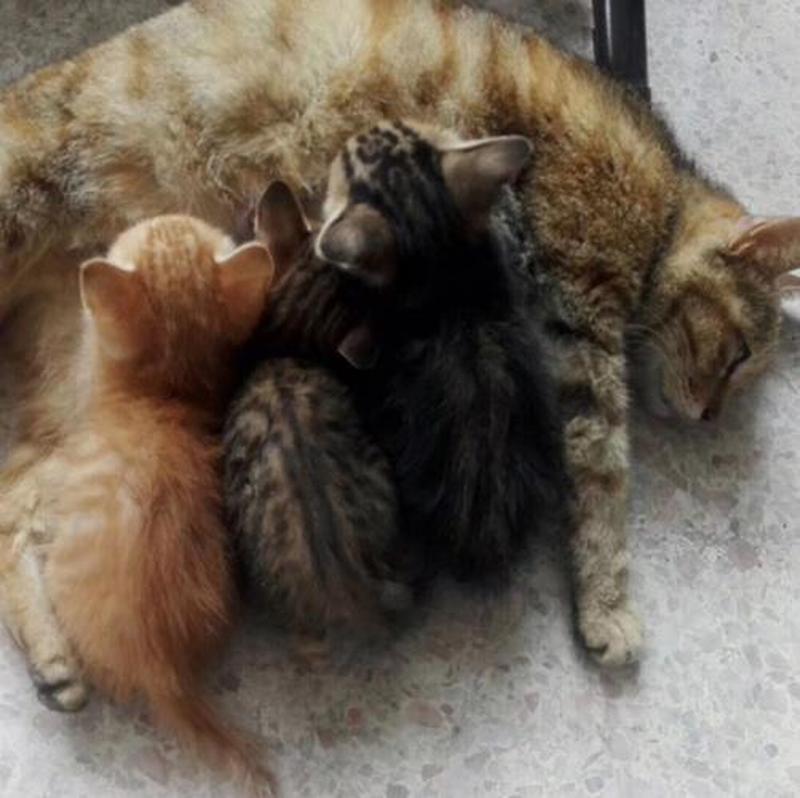 小猫抱走母猫疯了_母猫爱子失踪痛不欲生-第1张图片-猫咪屋