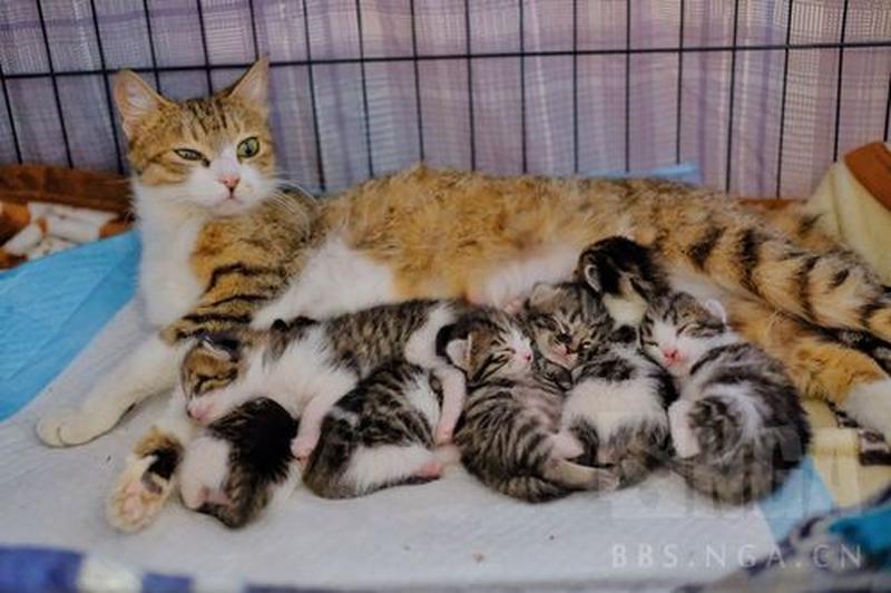 猫妈妈养小猫—猫咪育儿经：猫妈的温馨日常-第1张图片-猫咪屋