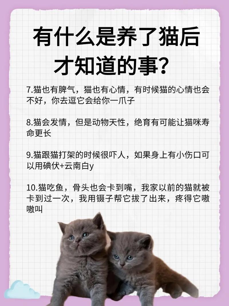 家里有老鼠养猫还是_猫咪入驻，老鼠遁形：养猫驱鼠，效用非凡-第1张图片-猫咪屋