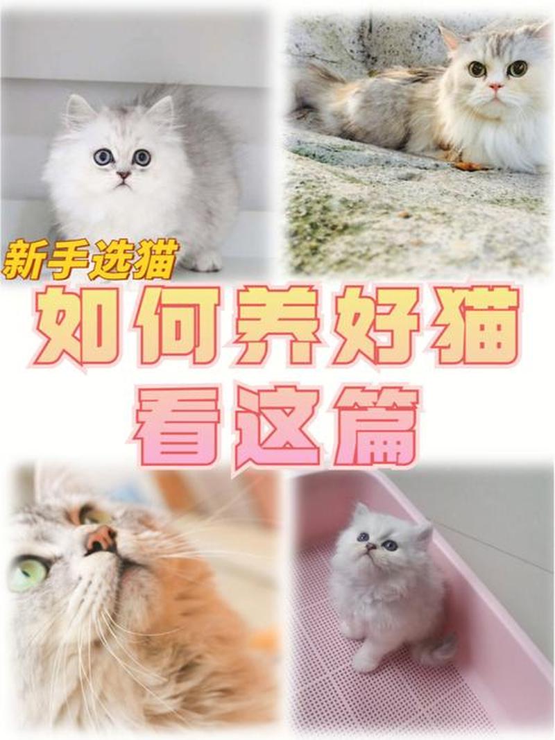 养猫家里要放什么(家里养猫放哪里比较好)-第1张图片-猫咪屋