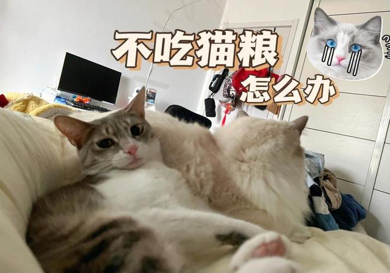 猫不吃怎么喂(巧喂挑食猫，解决不吃愁)-第1张图片-猫咪屋