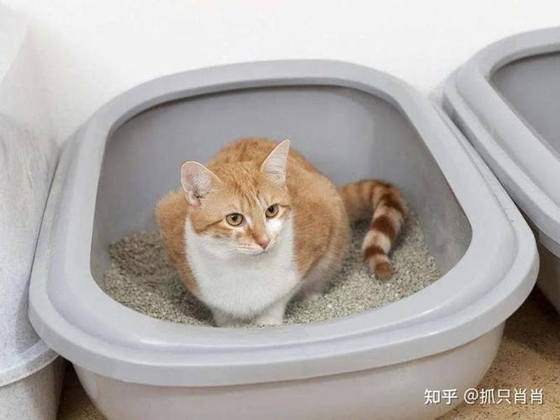 猫咪肚子突然变大 食欲下降怎么回事—猫腹胀食欲佳却消瘦之谜-第1张图片-猫咪屋