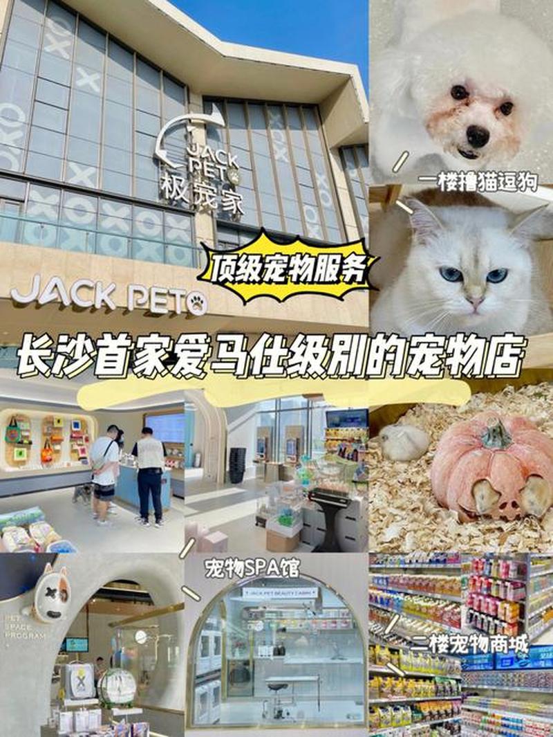 通州区宠物店寄养猫(北京通州区宠物店猫咪寄养中心：贴心呵护，温暖相伴)-第1张图片-猫咪屋