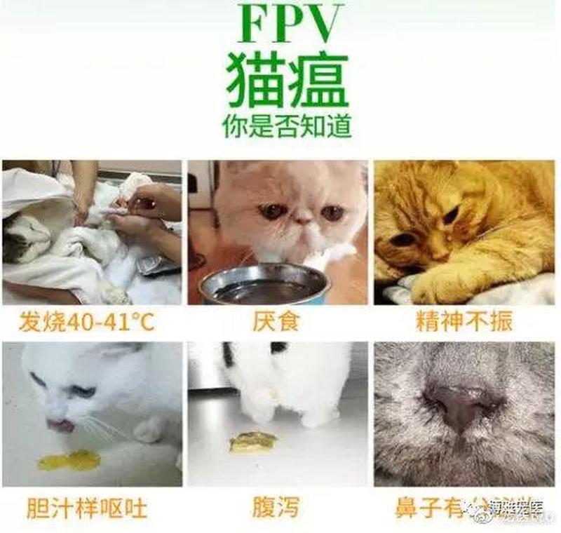 猫泛白细胞减少症_猫泛白细胞减少症的临床症状-第1张图片-猫咪屋