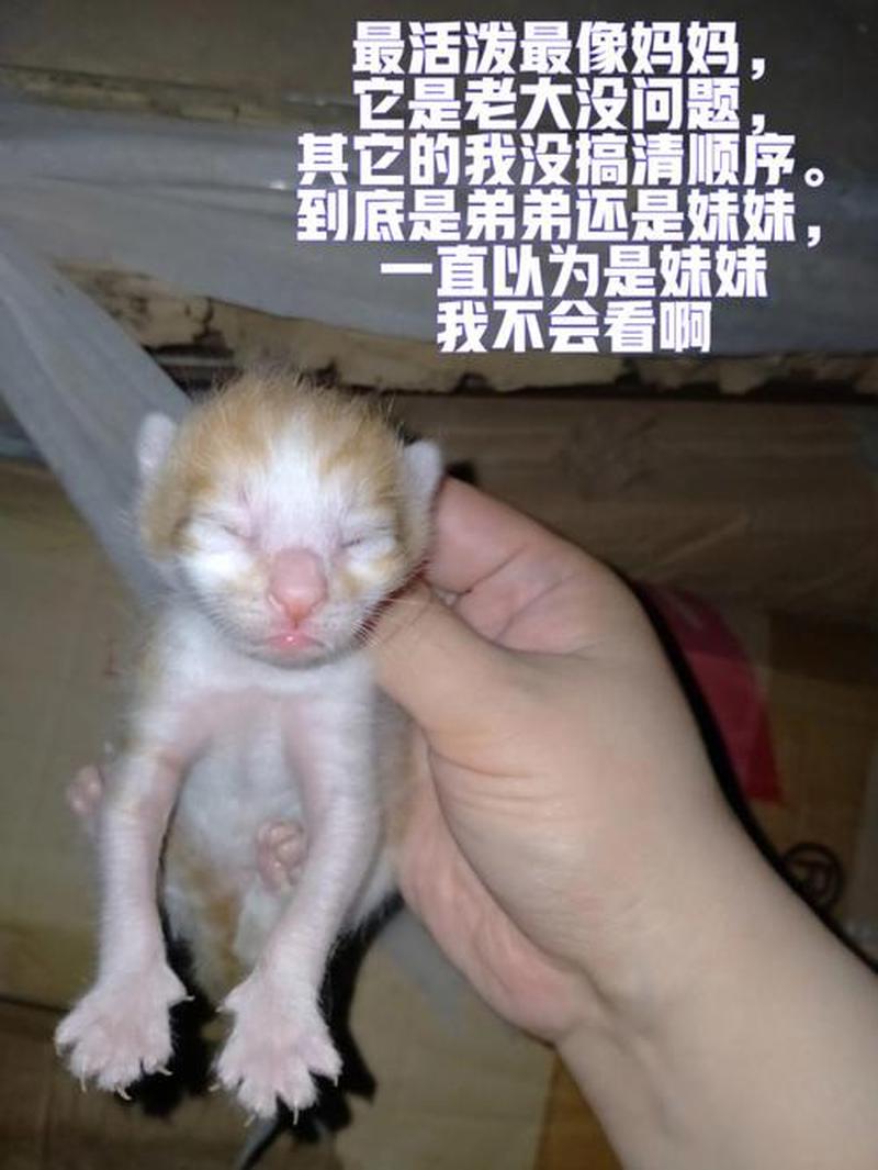 领养猫的模板—领养猫怎么写-第1张图片-猫咪屋