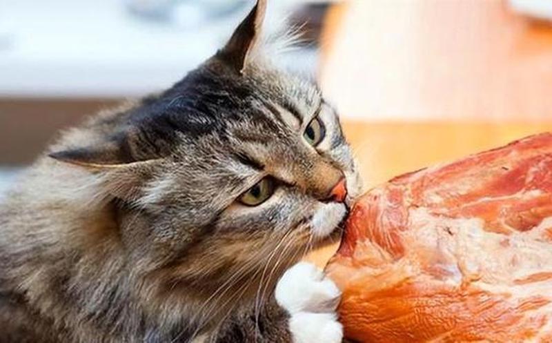 提高猫咪食欲(解锁猫咪食欲之谜：打造美味佳肴，唤醒用餐欲望)-第1张图片-猫咪屋