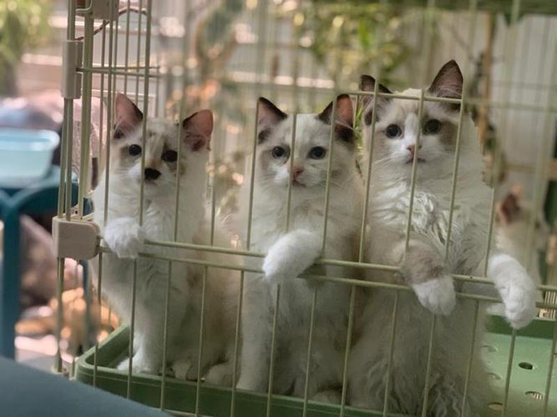 领养猫怎么领养—踏上爱的喵途：探索领养宠物猫的途径-第1张图片-猫咪屋