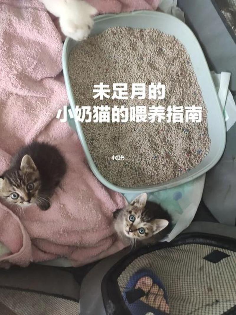 刚出生的猫可以喂什么(新生幼猫的喂养指南：从母乳到配方奶)-第1张图片-猫咪屋