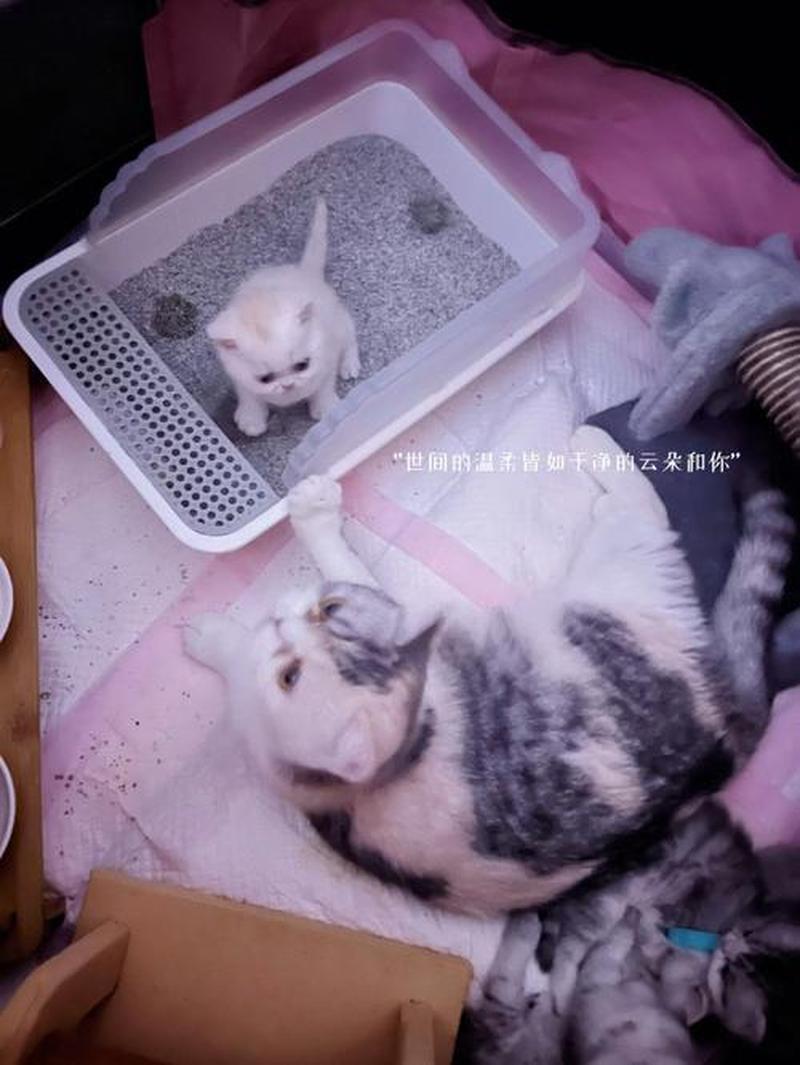 怎么样培养猫去猫砂里_如何培养猫猫用猫砂-第1张图片-猫咪屋