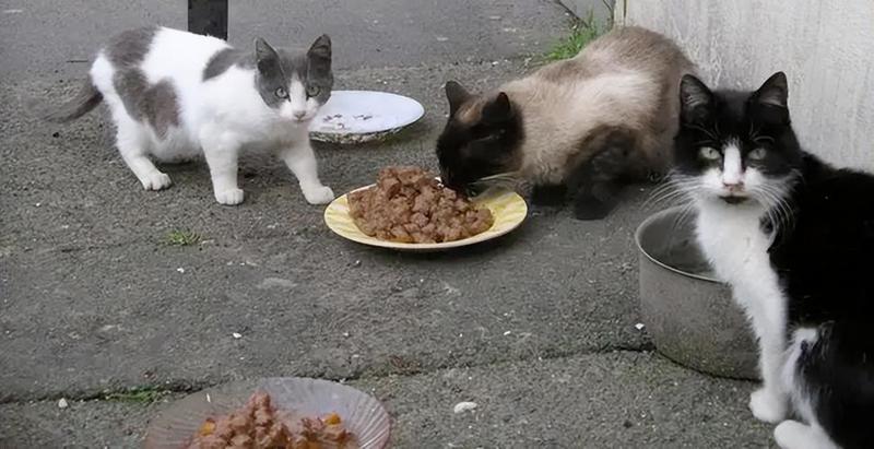 喂流浪猫会传染自己家的猫吗(流浪猫病菌转移自家猫咪，喂食爱心需谨慎)-第1张图片-猫咪屋