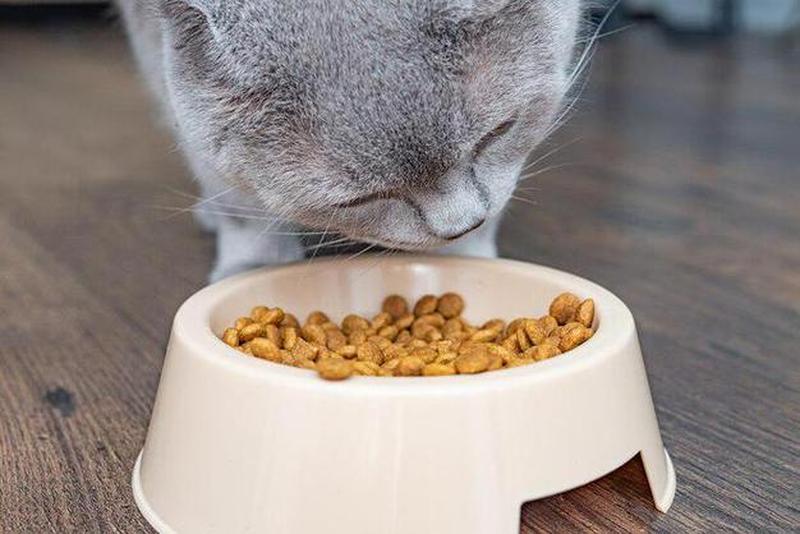 自制猫粮怎么做猫才爱吃—打造专属爱宠的健康美食：自制猫粮指南-第1张图片-猫咪屋