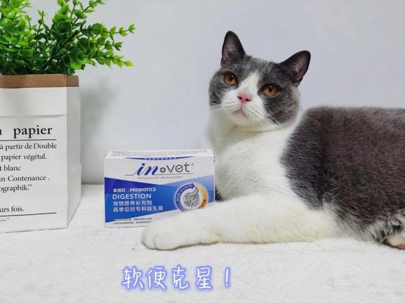 猫拉稀喂什么药更好(猫咪腹泻救星：最有效的药物选择指南)-第1张图片-猫咪屋