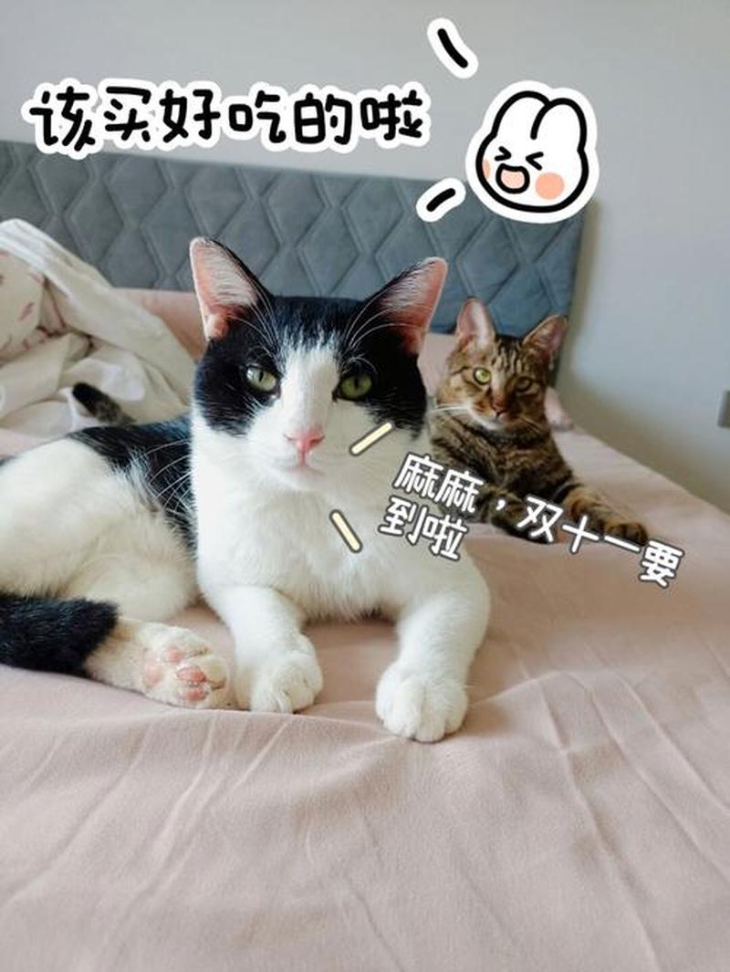 养猫咪老是死掉了—养猫一直死的人是怎么了-第1张图片-猫咪屋