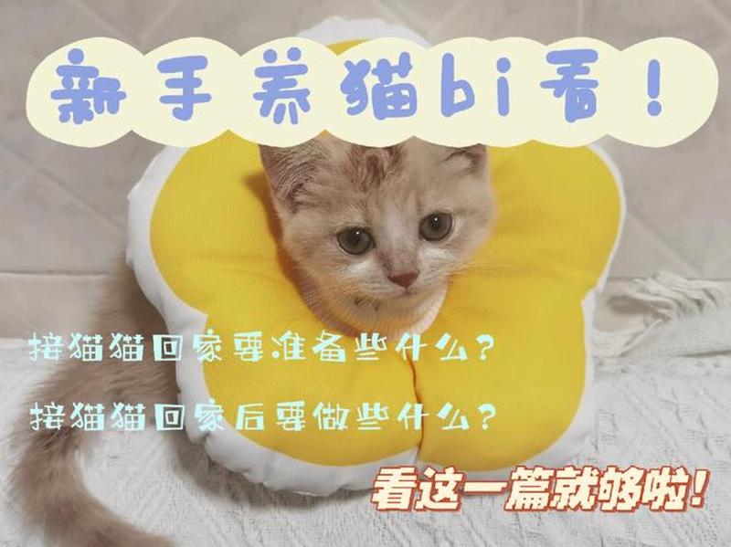 第1次养猫要注意什么—首次养猫关笼舍利弊探究-第1张图片-猫咪屋