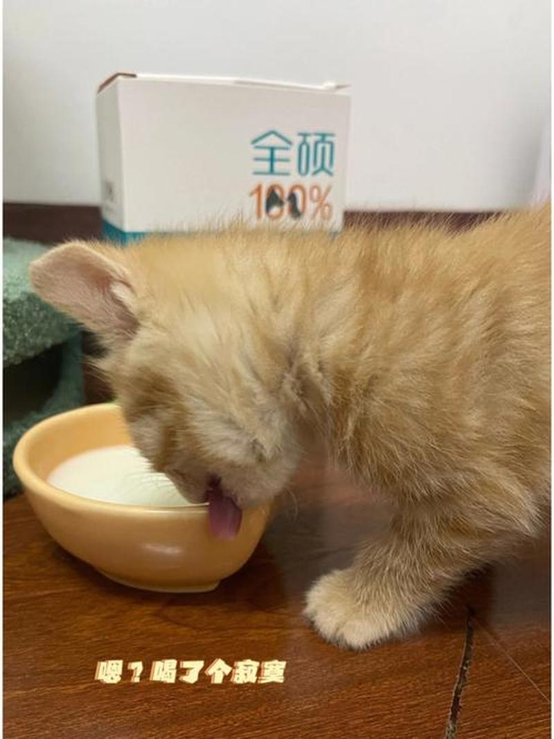 没断奶的猫需要喝水吗—未断奶幼猫喂食频率指南-第1张图片-猫咪屋