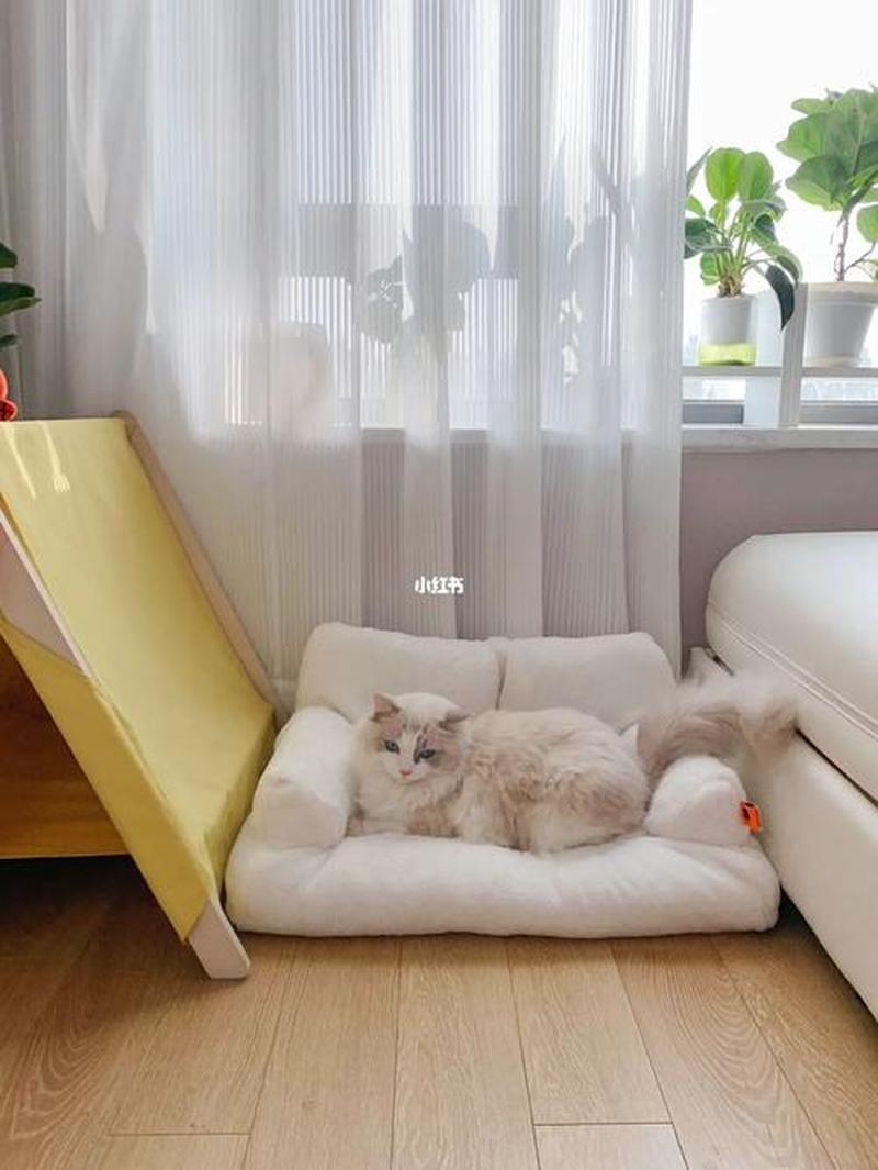 沙发套养猫_沙发的惊喜：我的猫与沙发套的奇妙缘分-第1张图片-猫咪屋