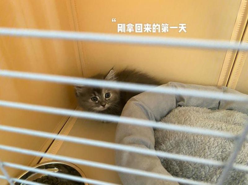 养猫的乐趣—养猫的乐趣在哪里-第1张图片-猫咪屋