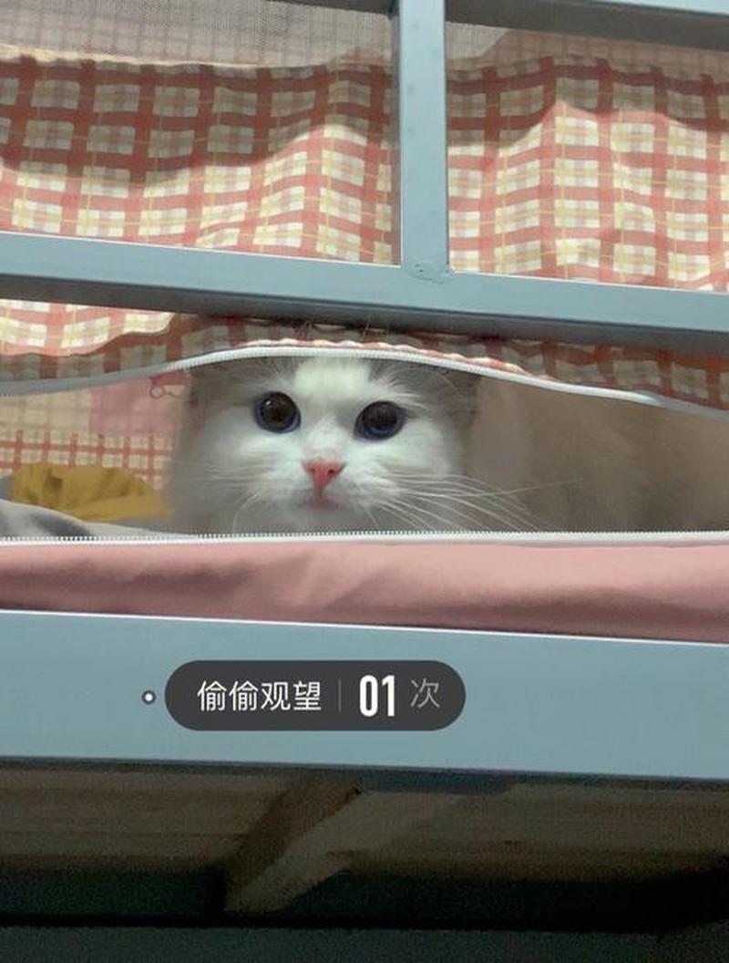 室友一直想养猫我不想_室友要养猫,我不想该怎么办-第1张图片-猫咪屋