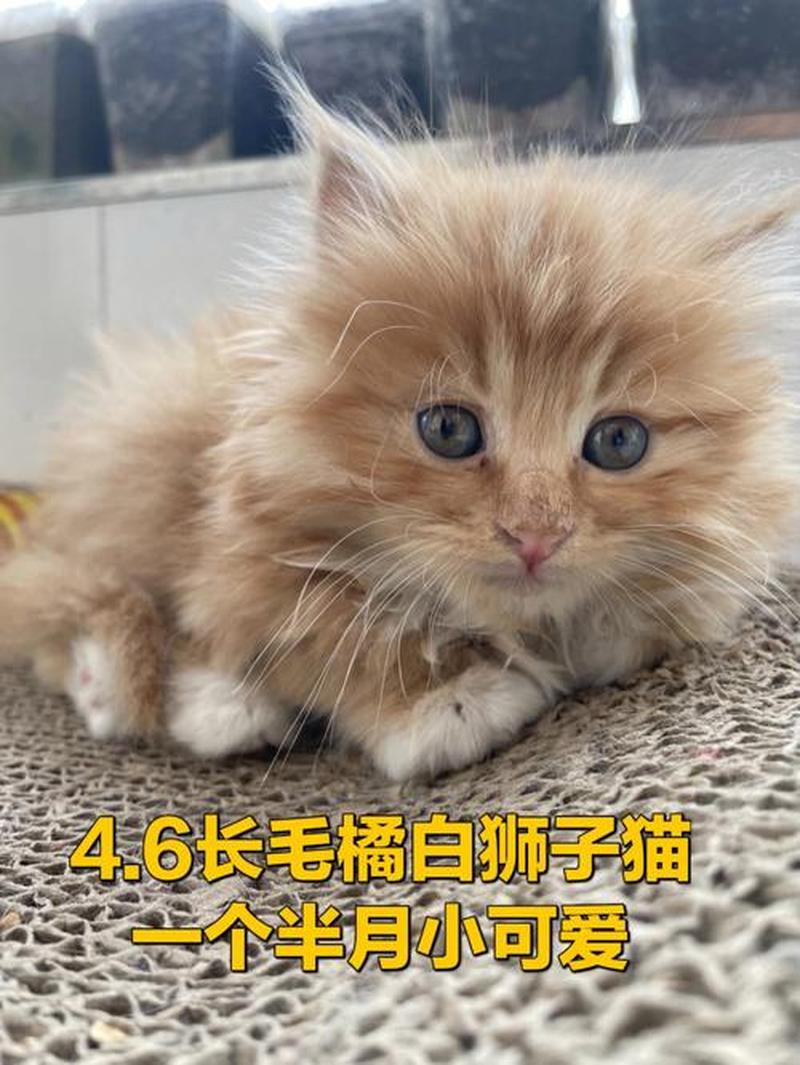 养猫会导致低烧吗—养猫会引发发烧？揭开真相-第1张图片-猫咪屋