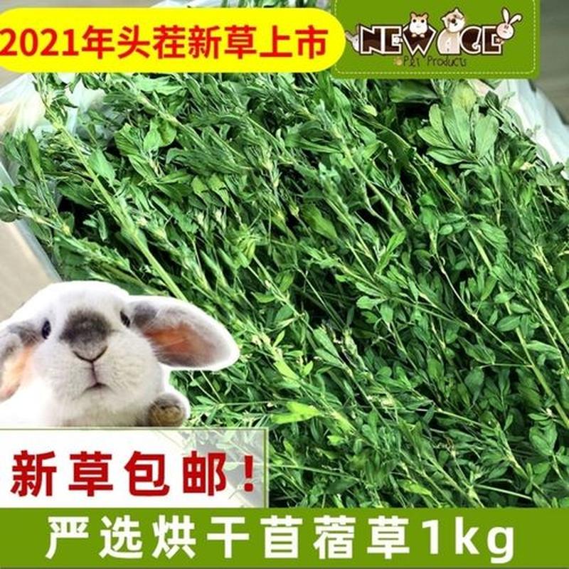 龙猫苜蓿草怎么喂(龙猫提草跟苜蓿草怎么喂)-第1张图片-猫咪屋