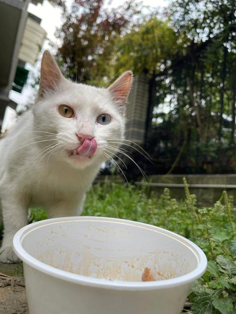 喂流浪猫它会记住你吗_流浪猫咪识恩情：喂它一餐，生生世世难忘-第1张图片-猫咪屋