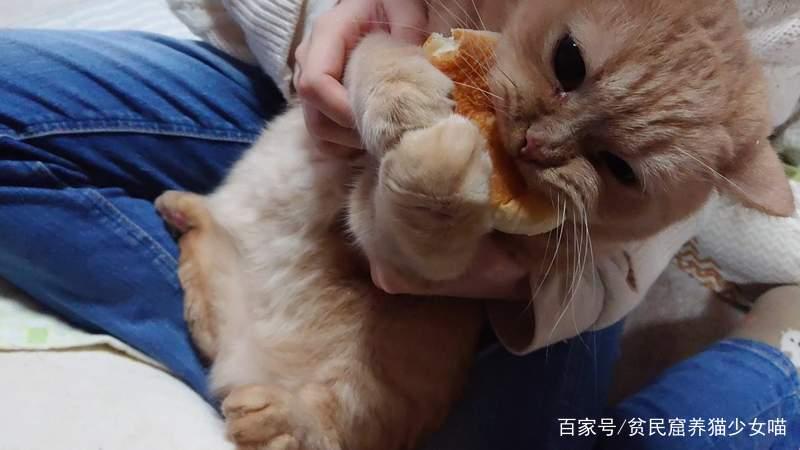 为什么要养猫—喵星人的魅力：为何猫奴们爱不释手-第1张图片-猫咪屋