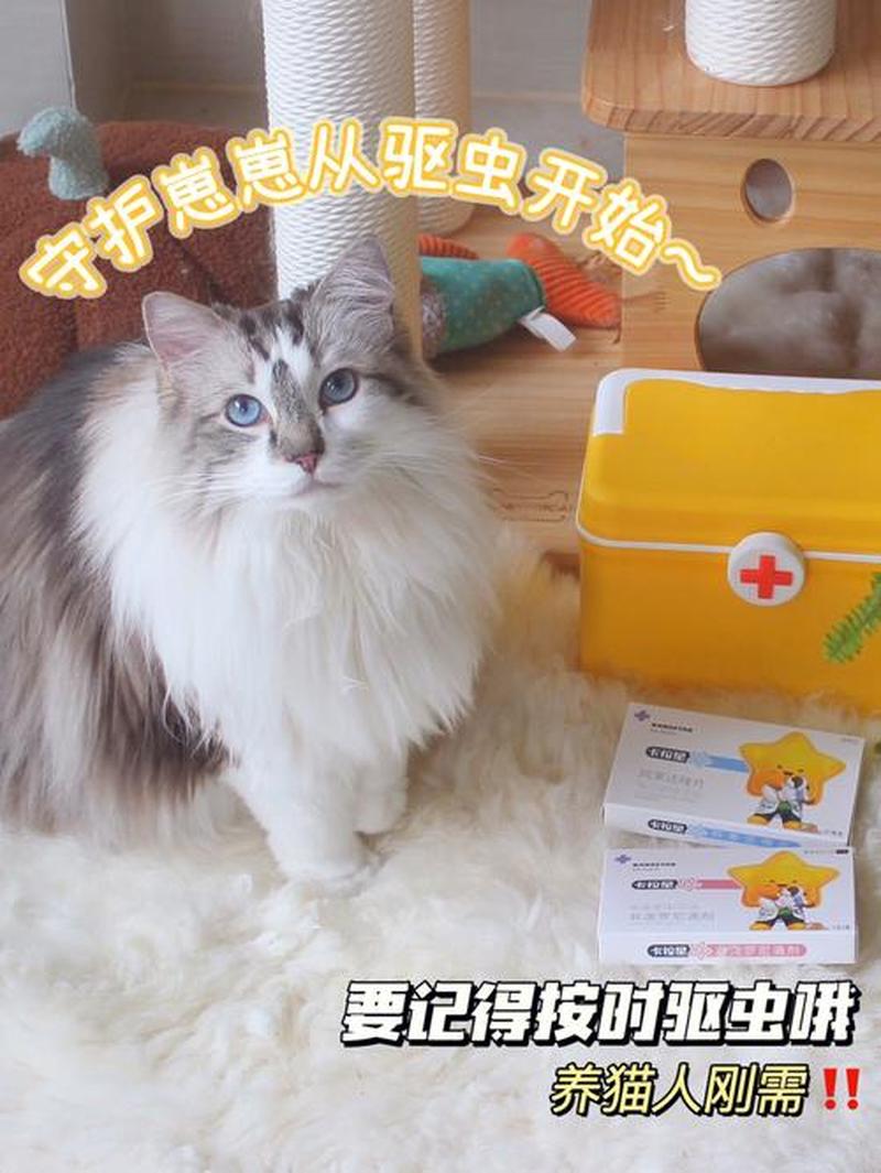 自己养猫需要打针吗—养猫自己要驱虫吗-第1张图片-猫咪屋