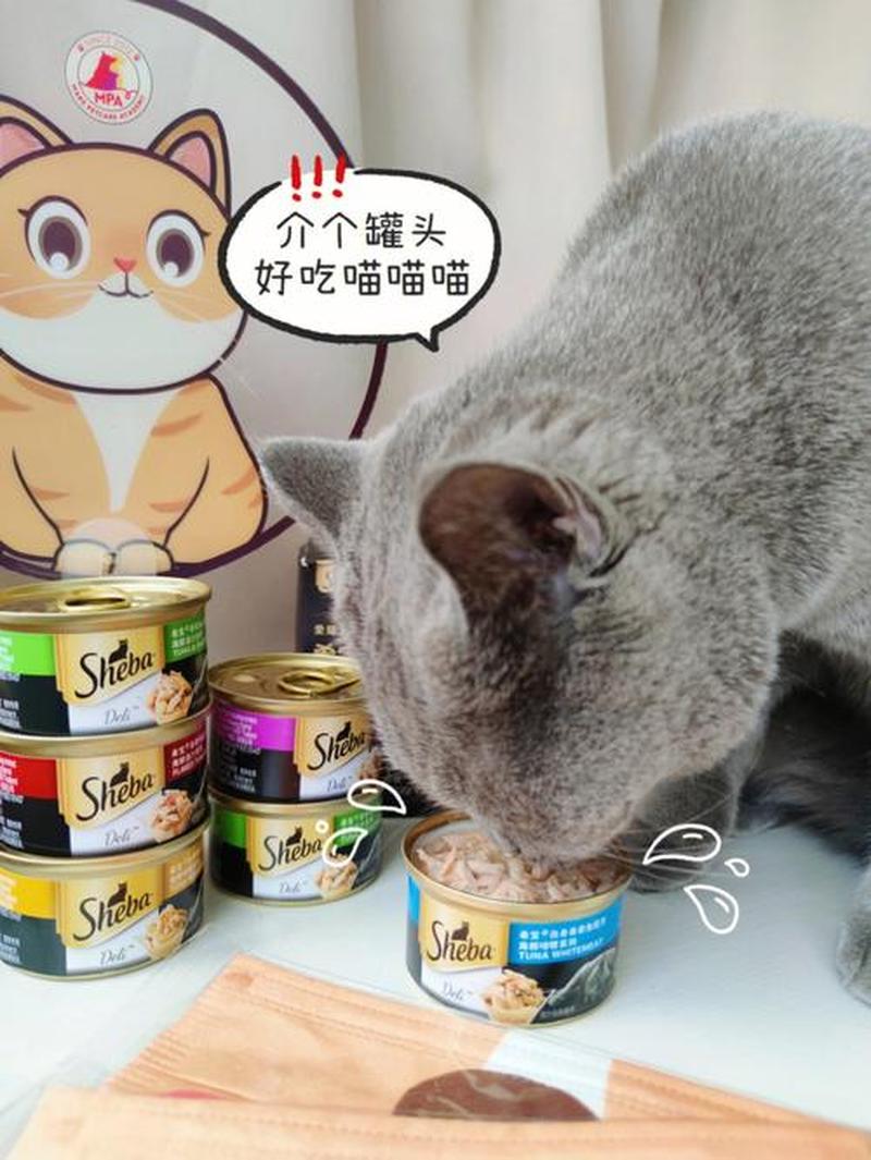 猫食欲下降罐头不吃—猫咪食欲骤降 厌食罐头引担忧-第1张图片-猫咪屋