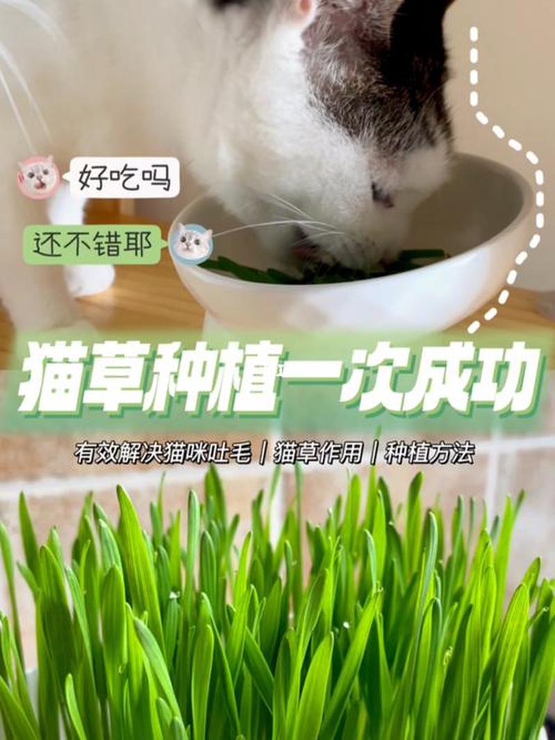 猫草一次喂多少(猫草一次喂多少克)-第1张图片-猫咪屋