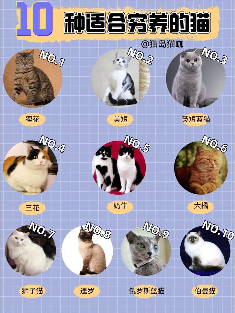 新手养猫品种_新手养猫品种推荐-第1张图片-猫咪屋