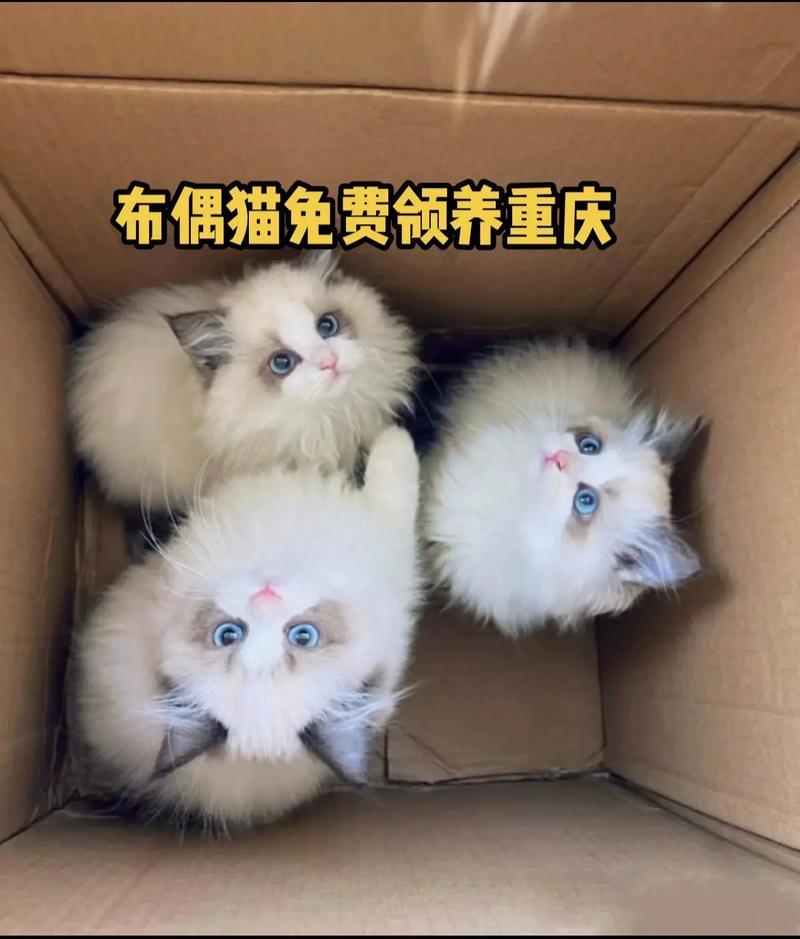 开封领养猫微信号(开封领养猫  爱心传递 温暖如家)-第1张图片-猫咪屋