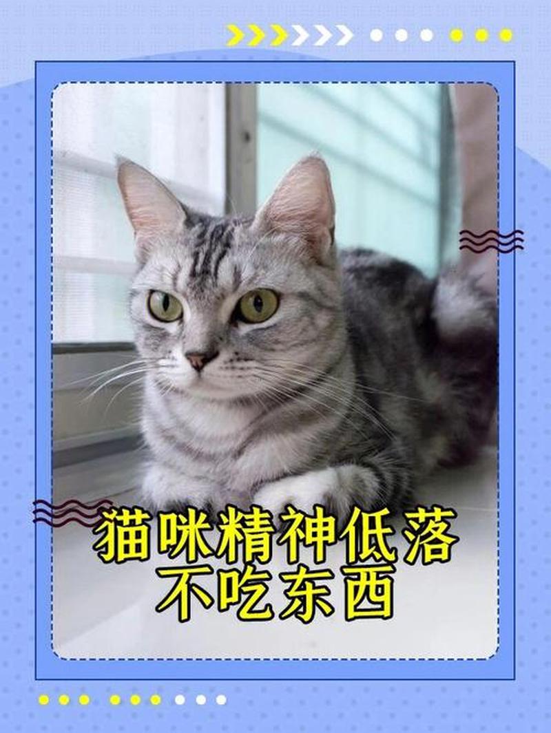 猫一天不喂吃的_猫猫一天不吃-第1张图片-猫咪屋