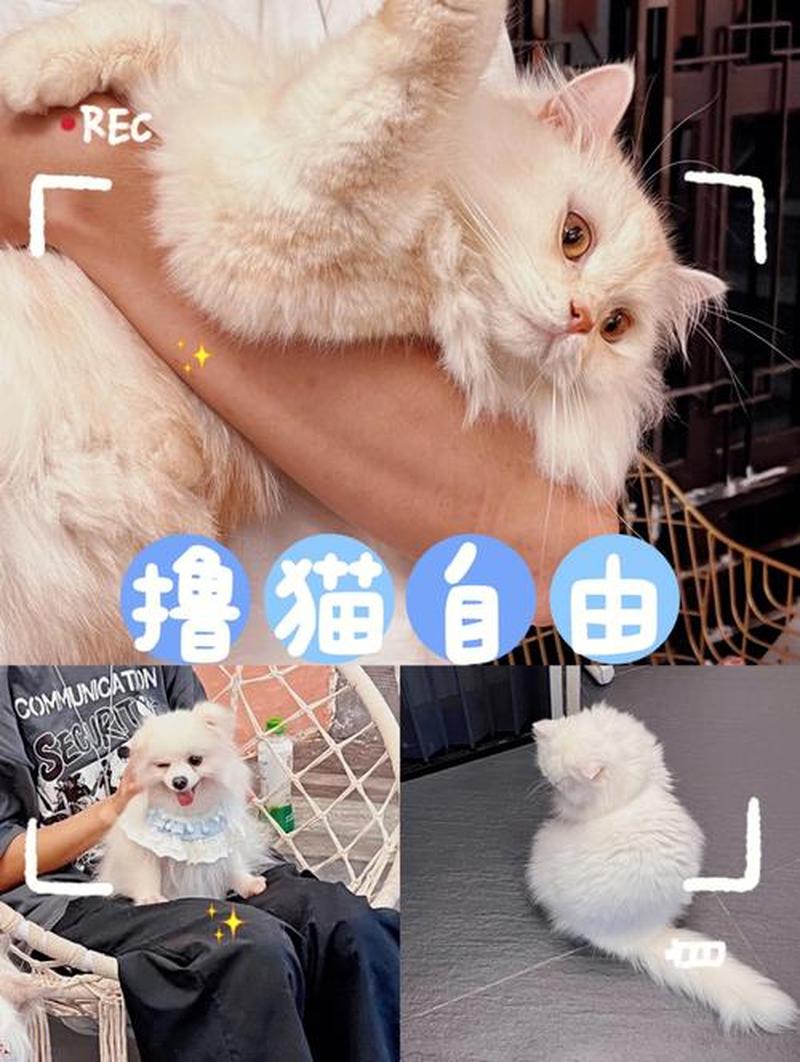 北京领养猫咪地点—首都领养萌宠之家：北京猫咪乐园-第1张图片-猫咪屋