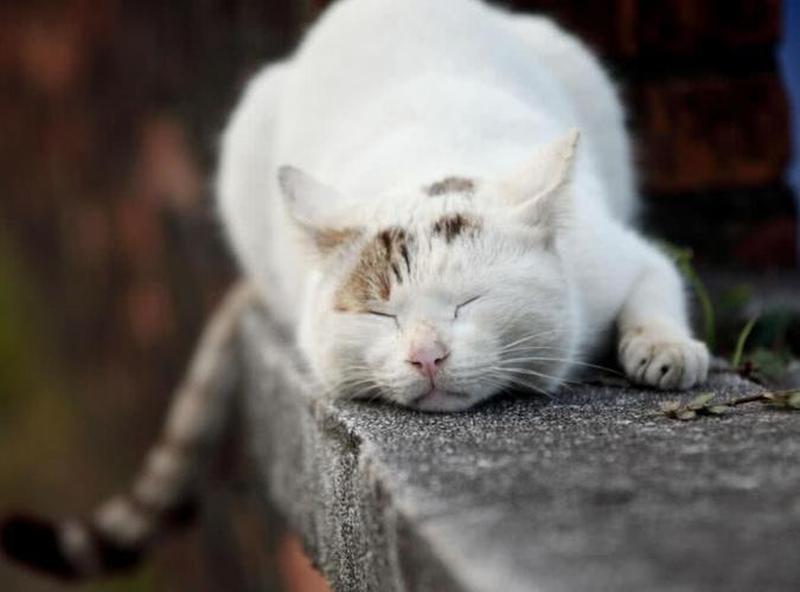 猫睡觉食欲差(猫食欲不好老是睡觉)-第1张图片-猫咪屋