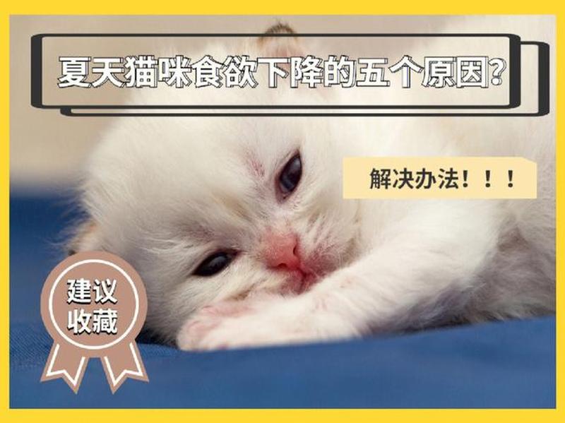 猫咪夏天食欲不振—猫咪夏季食乏：原因解析与调理之道-第1张图片-猫咪屋