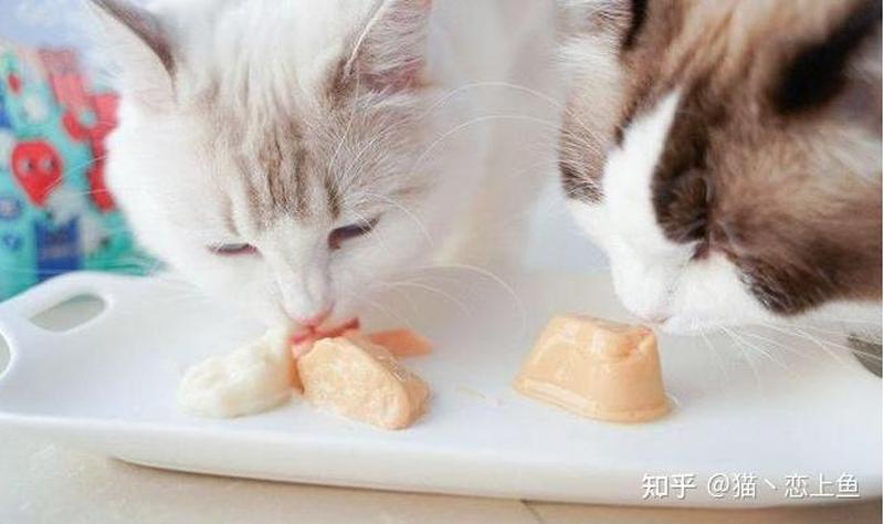 忘了给猫喂食(猫咪饥肠辘辘：铲屎官失职大拷问)-第1张图片-猫咪屋