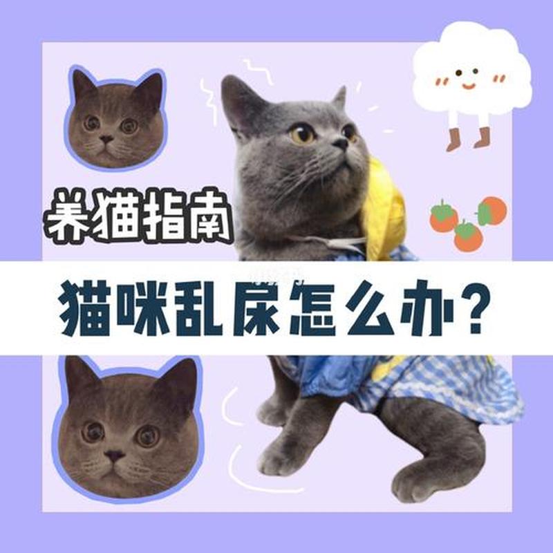 猫咪尿不出尿怎么办,喂什么药_猫尿不出该喂水吗？揭秘猫尿路不通的应对措施-第1张图片-猫咪屋