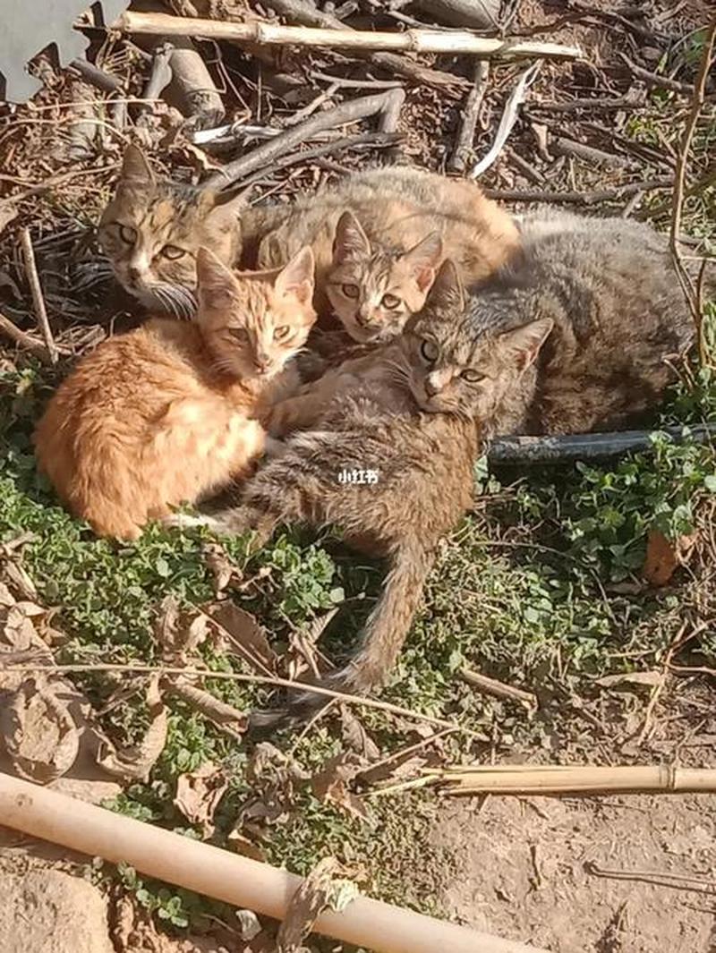 猫吃到老鼠药喂什么药—猫误食老鼠药后解毒妙方-第1张图片-猫咪屋