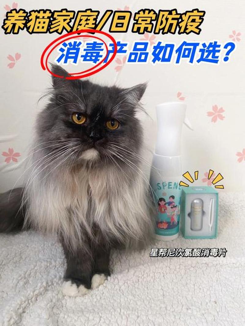 养猫室内用什么消毒好(养猫室内消毒用什么更好)-第1张图片-猫咪屋