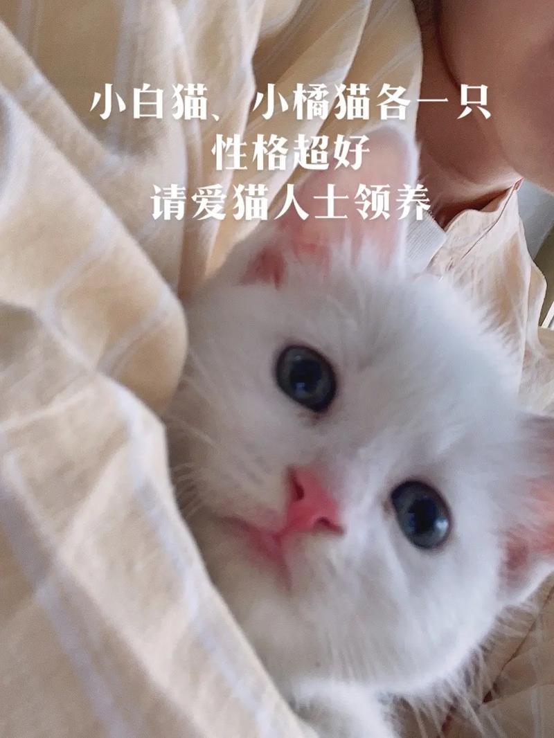 金华哪里可以领养猫_金华领养猫咪指南：尽情拥抱萌宠温暖-第1张图片-猫咪屋