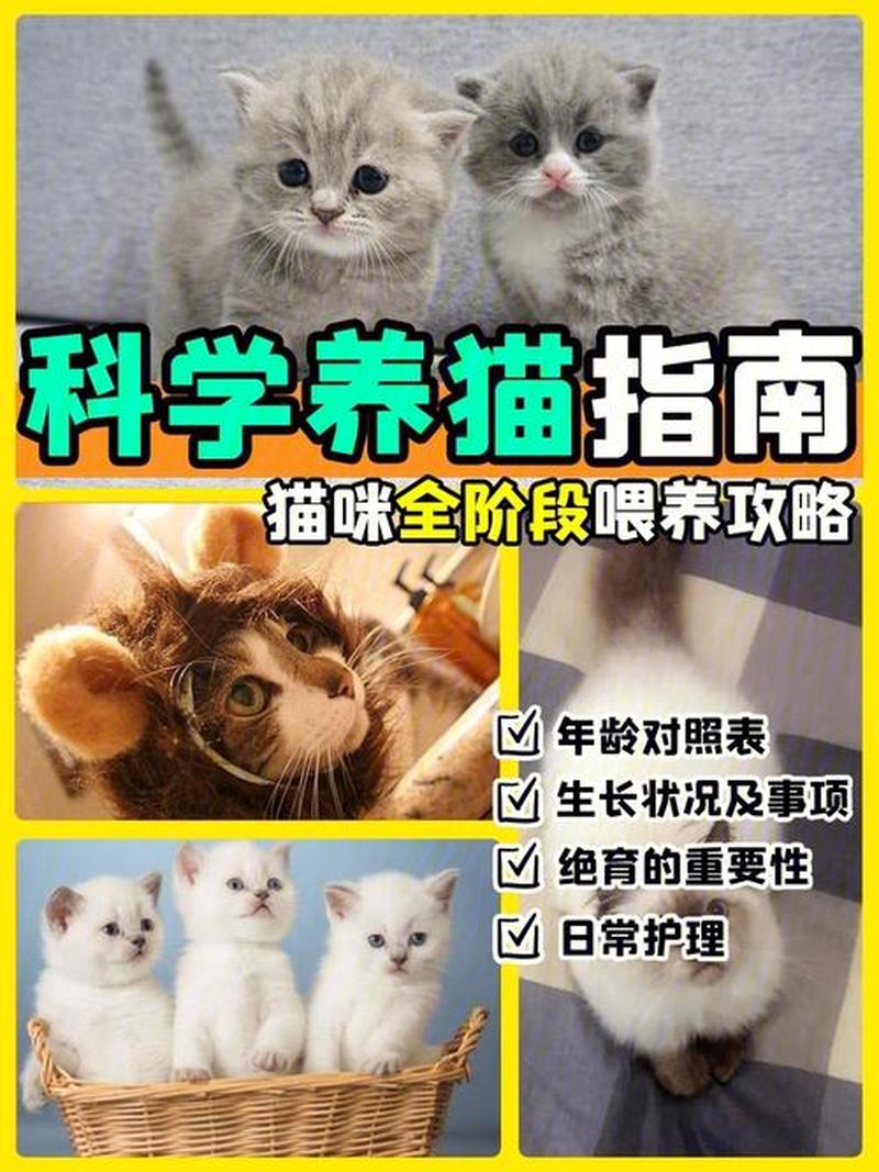 如何科学喂养猫咪—科学猫咪喂养指南：营养与健康-第1张图片-猫咪屋