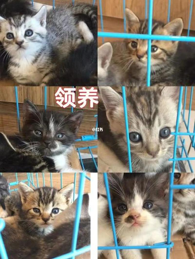 驻马店领养猫_驻马店萌宠领养，喵咪等你带回家-第1张图片-猫咪屋