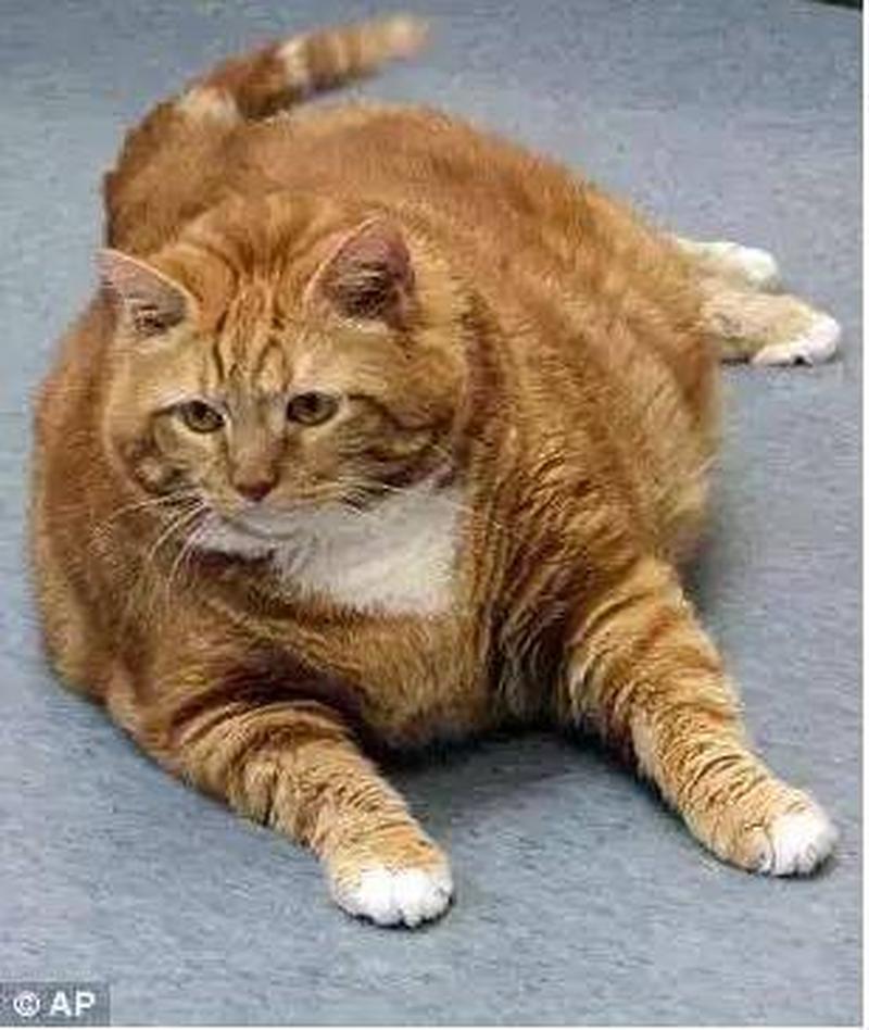 猫咪越来越胖了—大腹便便喵减重成功 食欲旺盛健康无忧-第1张图片-猫咪屋
