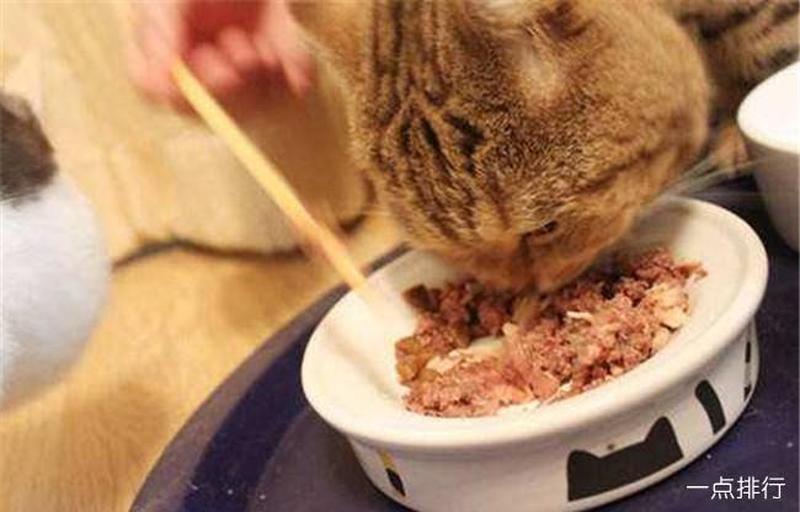 猫生过喂些什么(猫生过吃什么食物)-第1张图片-猫咪屋