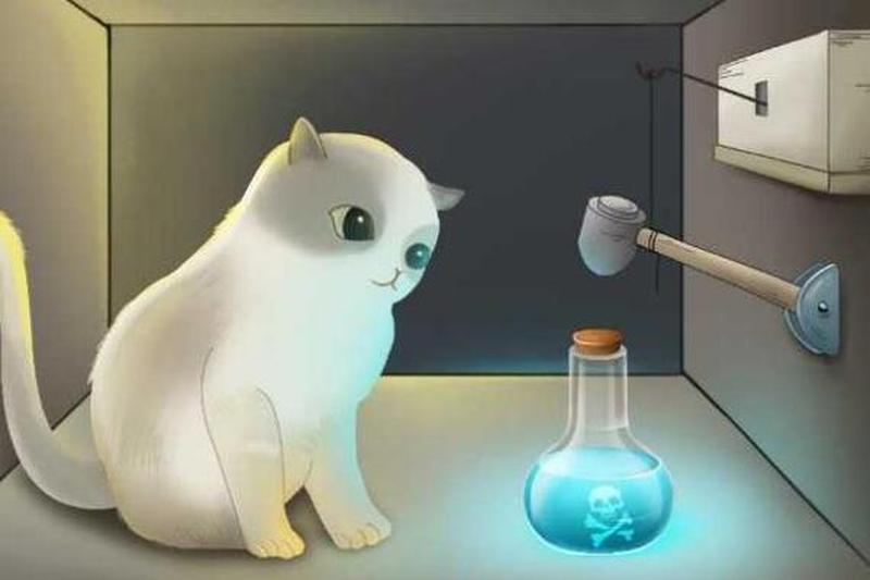 薛定谔的猫 *** 梗(量子的猫咪：打开盒子之前，它既生又死)-第1张图片-猫咪屋